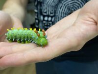 Caterpillar Lab inches its way to DTL