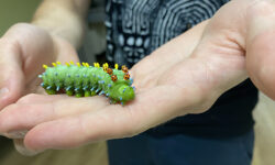 Caterpillar Lab inches its way to DTL