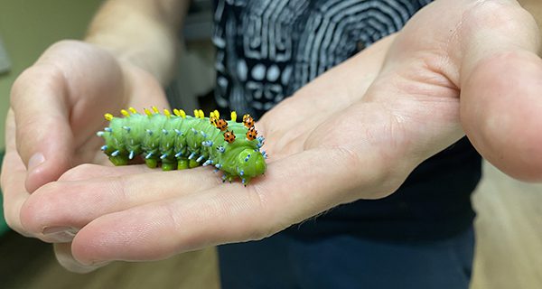 Caterpillar Lab inches its way to DTL
