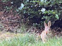 Backyard Files: rabbits run