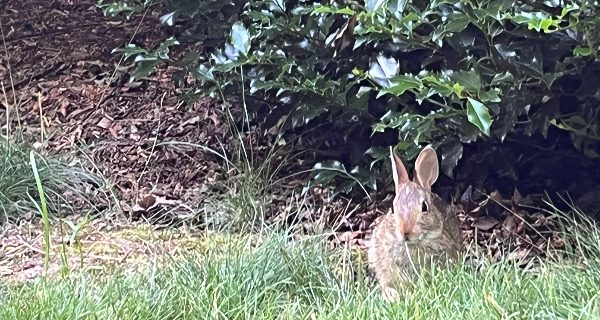 Backyard Files: rabbits run