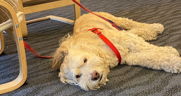 Needham kids read to Tucker