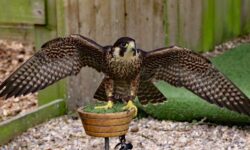 Backyard Files: built for speed