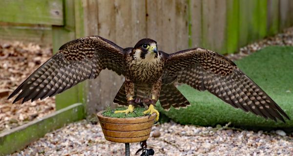 Backyard Files: built for speed