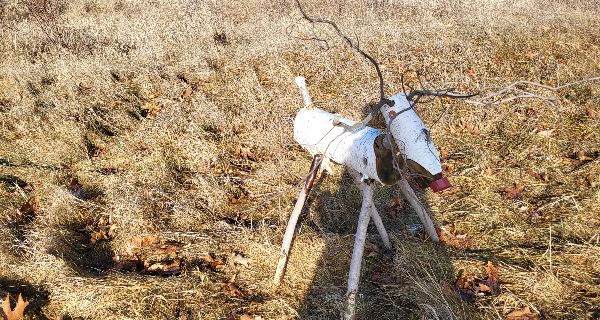 <strong>Searching for reindeer at Powisset Farm</strong>