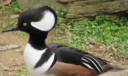 Backyard Files: meet the mergansers