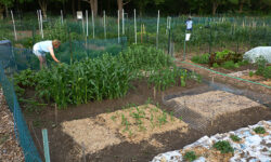 <strong>Plots available at Medfield Community Garden</strong>
