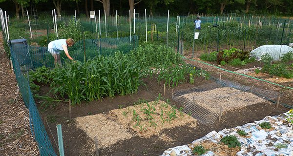 <strong>Plots available at Medfield Community Garden</strong>
