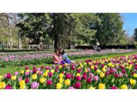 MassHort hosts first ever Tulip Mania