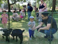 Goats and Giggles on the green