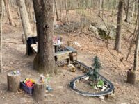 Hidden gem in Needham Town Forest