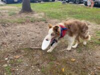 Dogs fly through Medfield