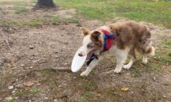 Dogs fly through Medfield