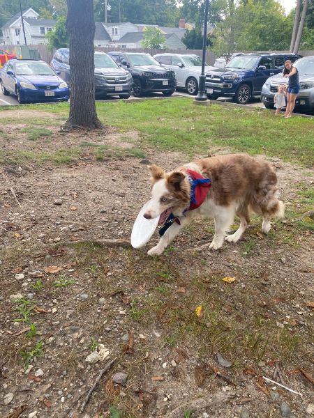 Dogs fly through Medfield