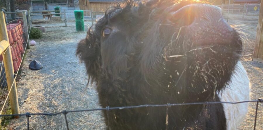 First Day farm tours