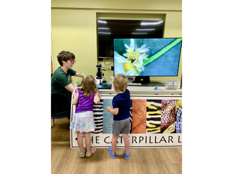 Crazy for caterpillars at DTL