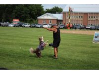 Border collies fly through Walpole
