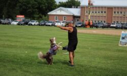 Border collies fly through Walpole