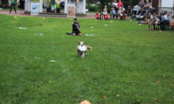 Border collies fly through Medfield