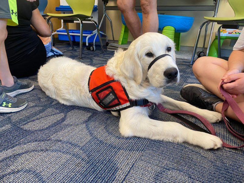 Puppy love at the WPL