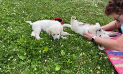 Puppy yoga brings peace and joy