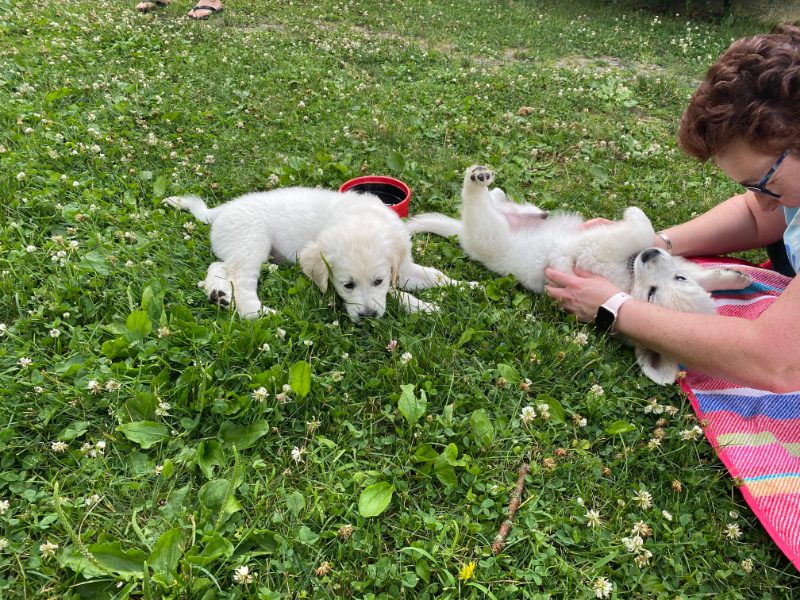 Puppy yoga brings peace and joy