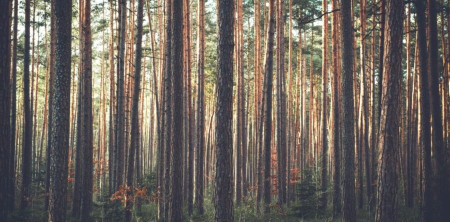 Sharon Kitchens discusses King’s Maine