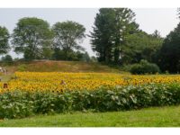 First Annual Sunflower Spectacular
