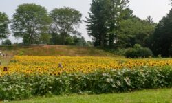 First Annual Sunflower Spectacular