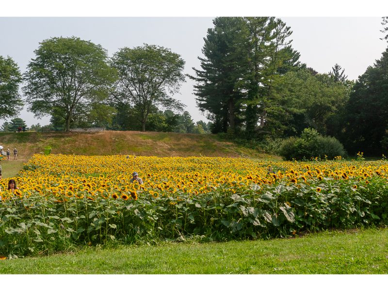 First Annual Sunflower Spectacular
