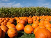 HTW’s October bucketlist