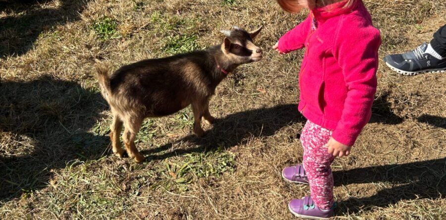 Families flock for Fun at the ‘Forge