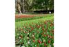 Tulip Mania is magnificent