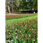 Tulip Mania is magnificent