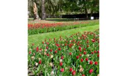 Tulip Mania is magnificent