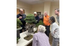 Learning about bonsai at the DTL