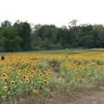 Sensational sunflowers at MHS