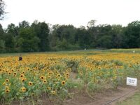 Sensational sunflowers at MHS