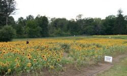 Sensational sunflowers at MHS