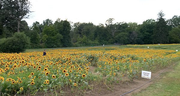 Sensational sunflowers at MHS