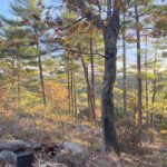 Where To Walk: The Rocky Woods