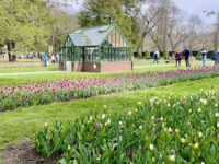 75,000 blooms return to Elm Bank