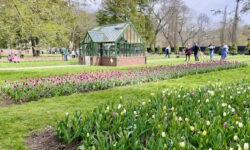 75,000 blooms return to Elm Bank