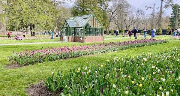 75,000 blooms return to Elm Bank