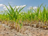 Dover’s drought status changes to Level 1