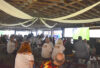 Germans Gather in Walpole for World Cup